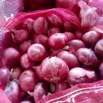 Red Onion Indian Origin