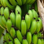 G9 Cavendish Banana