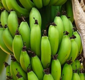 G9 Cavendish Banana